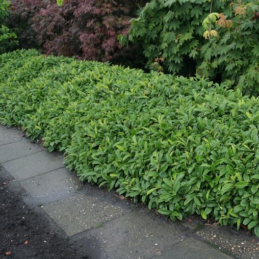 Prunus laurocerasus 'Mount Vernon'